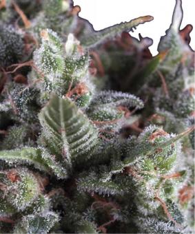 Olympia - картинка 1