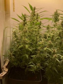 Double Dutch reg - картинка 6