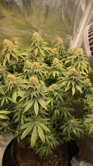 Gorilla Melon - картинка 3