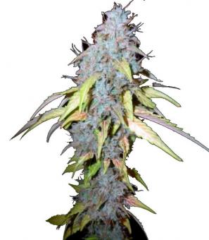 Auto Northern Lights - картинка 10