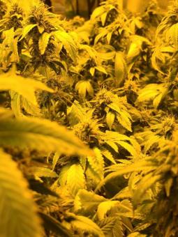 Tahoe Cure - картинка 3