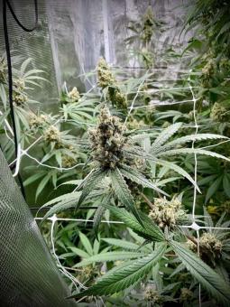 Buddha Amnesia - картинка 5