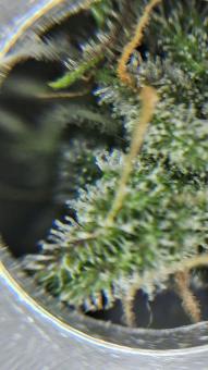 Blue Dream Auto - картинка 4