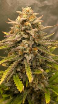 Auto Gelato - картинка 3