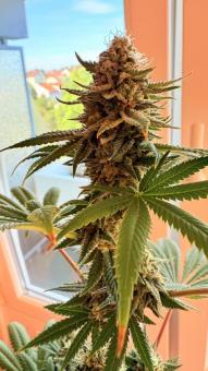 GMO Cookies - картинка 2