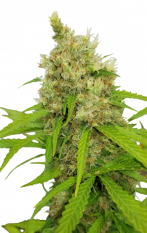 Auto Mass genetics - картинка 1