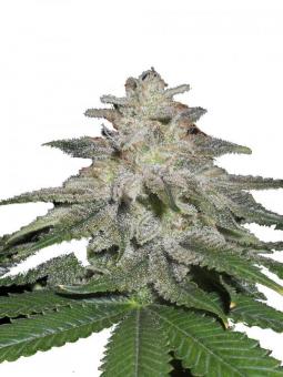 Gorila Auto - картинка 1