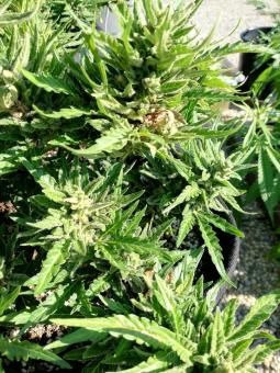 Auto Galaxy - картинка 4