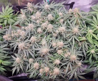 Jack Herer Auto - картинка 3