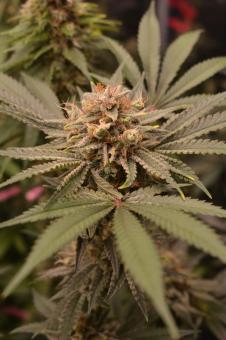 Chocobang - картинка 3