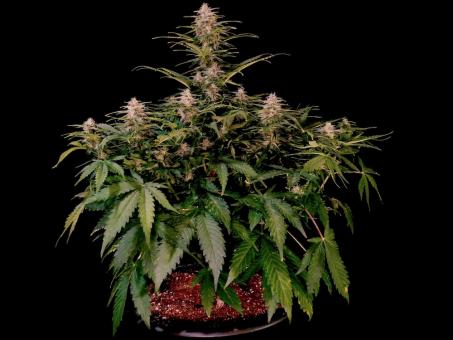 Jack 47 XL Auto - картинка 6