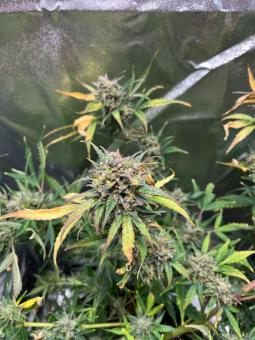 Buddha Auto Ak - картинка 2