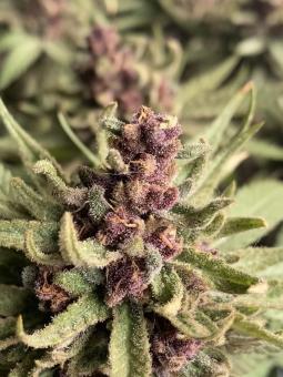 Girl Scout Cookies Auto - картинка 2