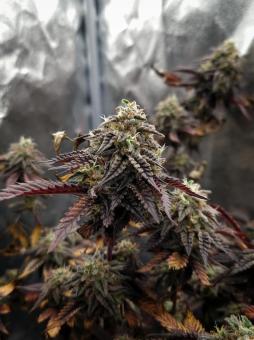 Meringue - картинка 2