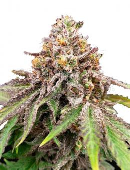 Blue Haze x Gelato 41 Auto - картинка 1