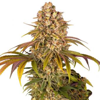 Lemon Tree - картинка 6