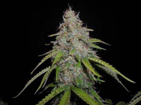 O.G Kush Auto - картинка 4