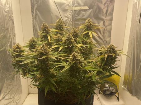 Auto Wembley - картинка 4