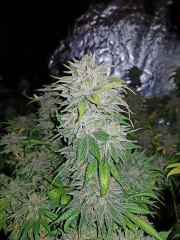 Mendocino Purple Kush - картинка 2