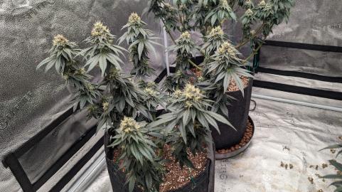 Bubba Kush - картинка 3