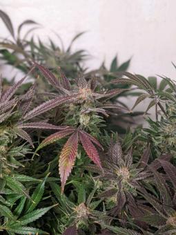 Kosher Haze - картинка 2