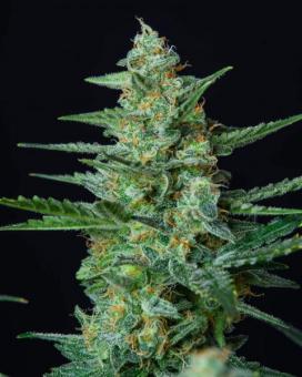 Vesta Autoflowering - картинка 8