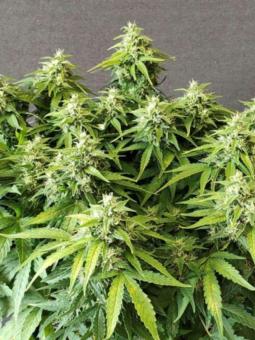 Chronic Ryder BX autoreg - картинка 4