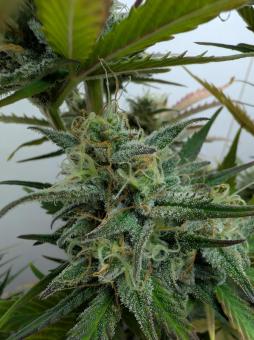 Auto Melonade Runtz - картинка 6