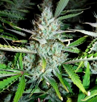 La Bella Afrodita Auto - картинка 6