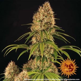 Strawberry Lemonade - картинка 4