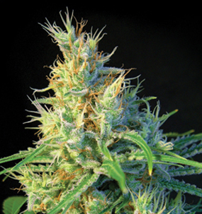 Psicodelicia - картинка 2