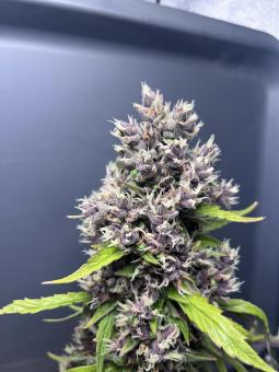 Purple Punch Auto - картинка 5