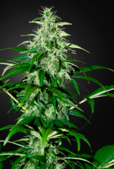 Kalashnikova Auto - картинка 5