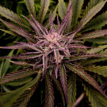 Buddha Auto Tangie - картинка 8