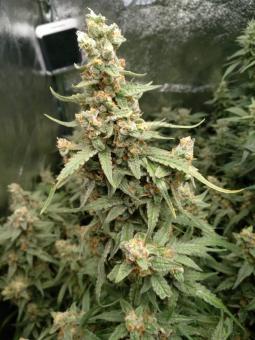 Critical Herer genetics - картинка 7