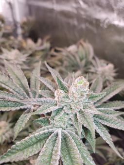 AlienZ - картинка 4