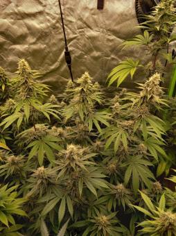 Monster Maker - картинка 1