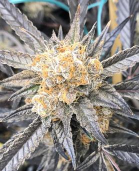 Marmalate - картинка 3