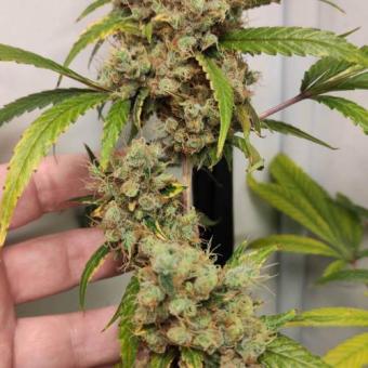 Gelato Seeds - картинка 2