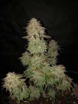 Gelato 41 x Gelato 41 Auto - картинка 2