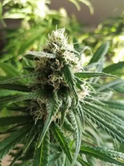 Banana Krumble - картинка 6