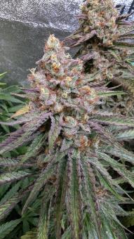 Sagrada Amnesia - картинка 5