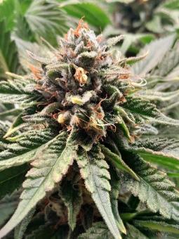 Lava Freeze - картинка 5