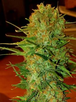 Tai Wood genetics - картинка 5