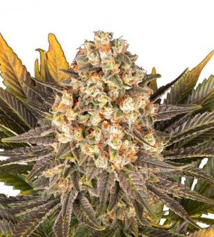 Banana Punch - картинка 1