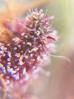 Girl Scout Cookies Auto - картинка 3