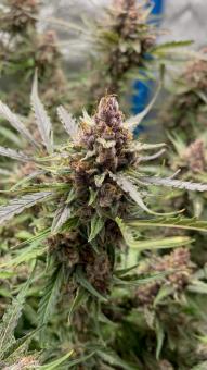 Green Crack Auto - картинка 7