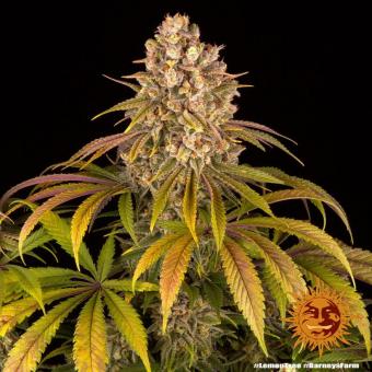 Lemon Tree - картинка 4