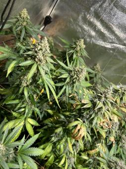 Frosted Guava Autoflowering - картинка 1