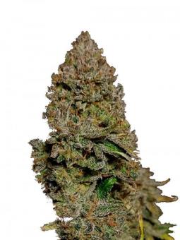 Buddha Auto Diesel - картинка 5